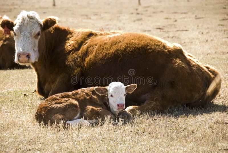 Cow and calf