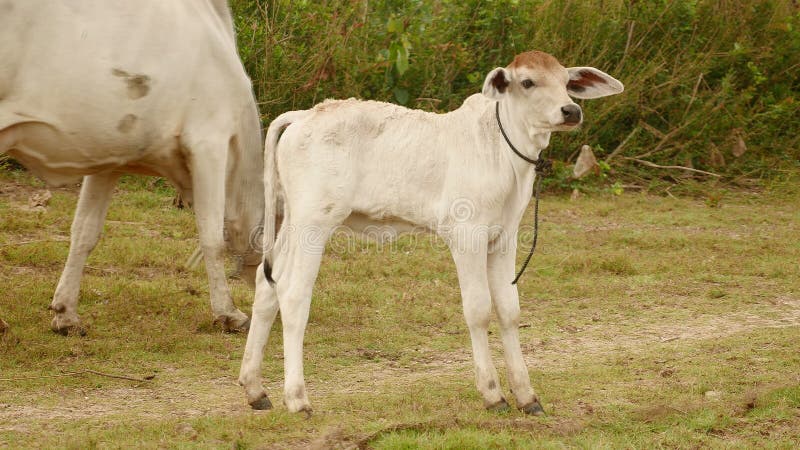 White calf standing up in a field &#x28; close up &#x29
