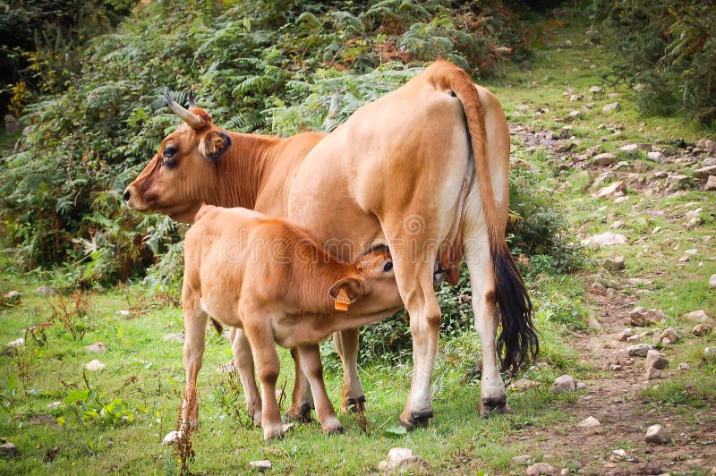 Cute Baby Calf Drinking Mothers Milk . Indian Cow Feeding Milk To Her