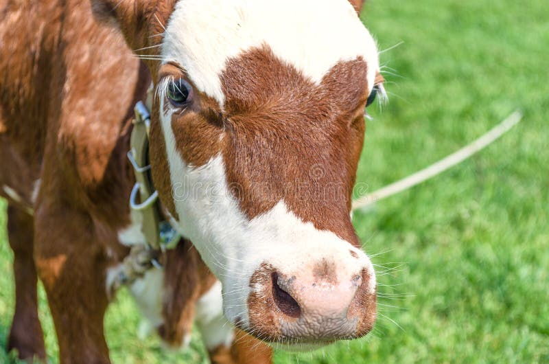 Cow calf head and nose on green grass background