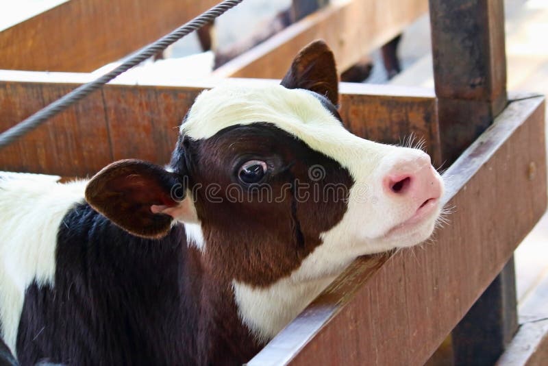 Cow royalty free stock photos