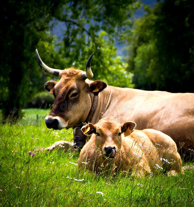 Cow and calf