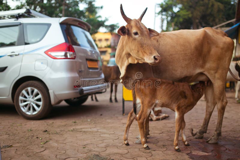 Indian Cow Calf Stock Photos Download 749 Royalty Free Photos