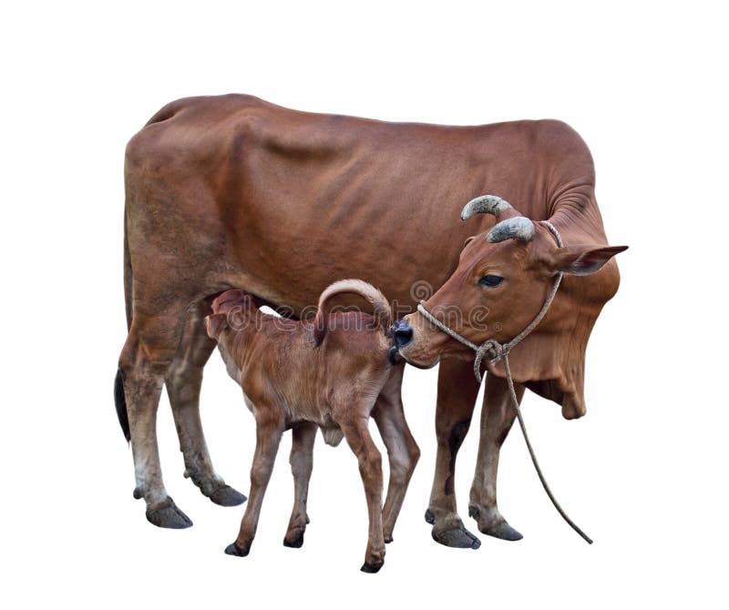 Cow and Calf