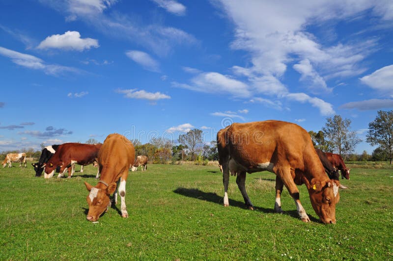 Cow and the calf on a summer pasture.