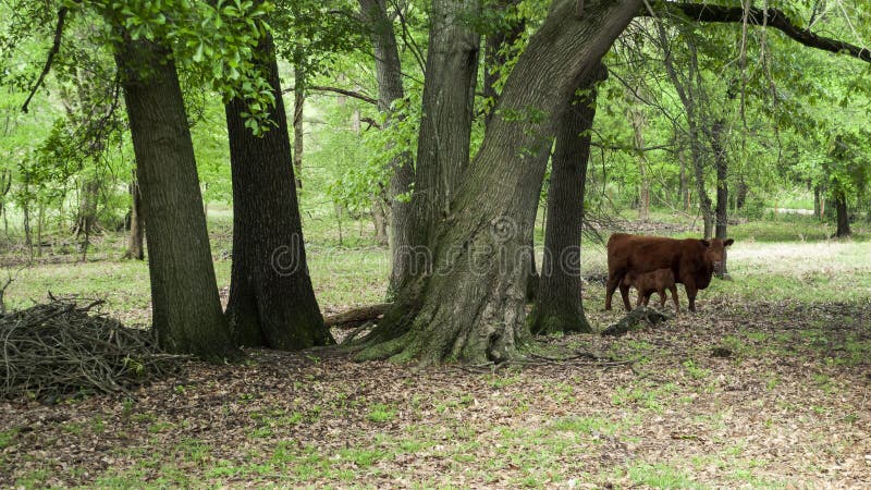 Cow and calf in a wooded pasture