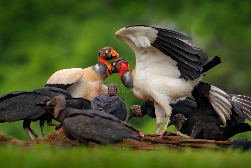 Cow carcass with King vulture, Sarcoramphus papa, large bird found in Central and South America. Wildlife scene from tropical stock photography