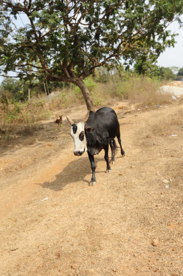 Cow As a Sacred Animal in India Stock Photo Image of cattle, charity