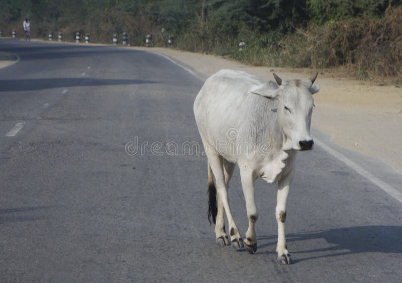 Cow As a Sacred Animal in India Stock Photo Image of culture