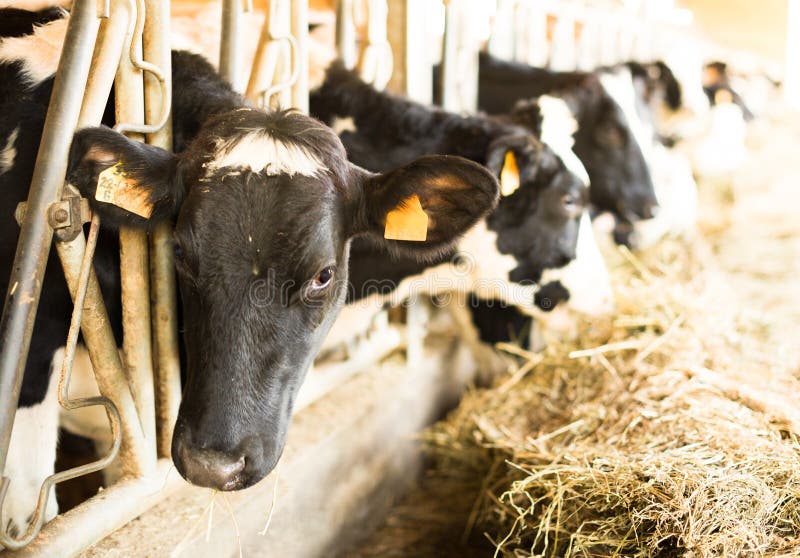 Cow chewing food on farm stock photo. Image of food - 138383612