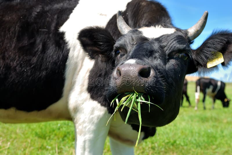 Cow chewing grass