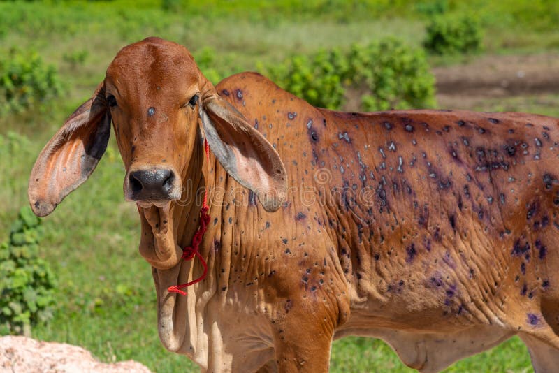 Cow close up suffering from Lumpy skin disease