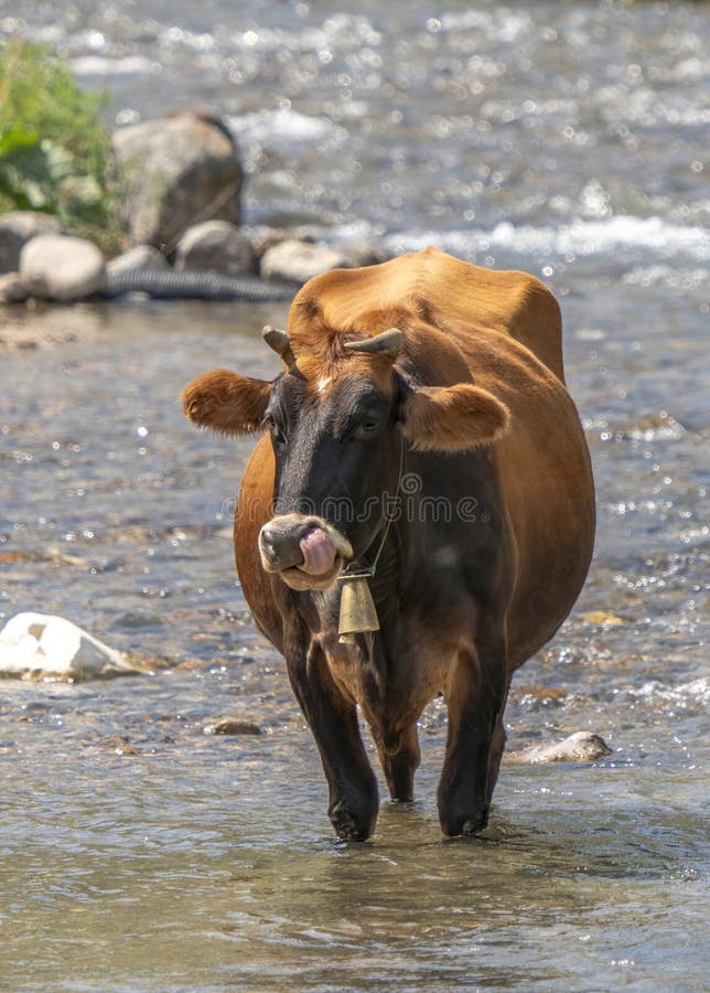 A Cow Cooling Off in the River in Hot Weather Stock Photo Image of