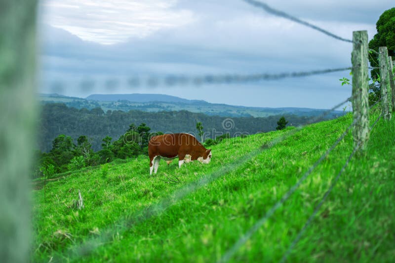 Cow in the country stock photo. Image of graze, animal 65707276