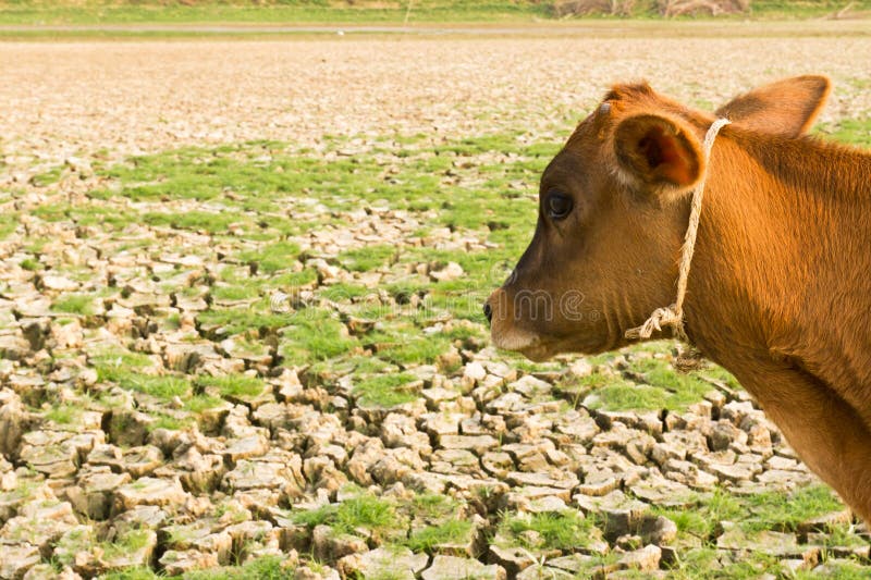 Cow and Cracked earth