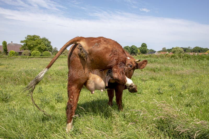 Cow, deep red, with itch, flexibly licks its udder under raised hind leg, in a lush green meadow under a blue sky