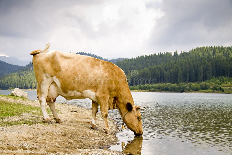 Cow Drinking from a Mountain Lake Stock Image Image of milk, light