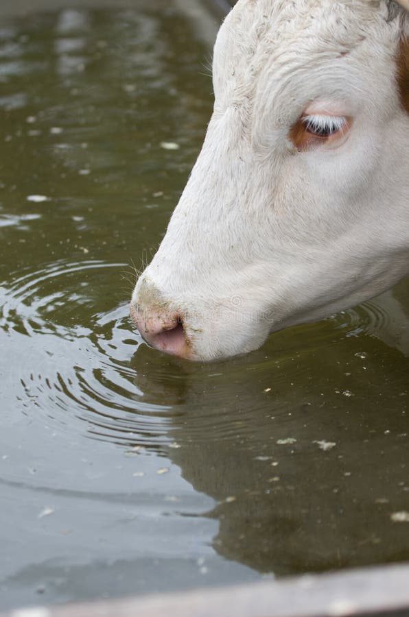 Cow drinking water stock photo. Image of bovine, detail 68255878