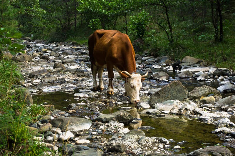 Highland Cattle Drinking Water Stock Photo Image of cows, horspolders