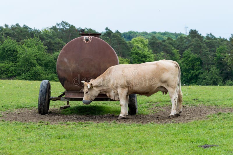 Cow Drinks Water at Old Rusty Trough Stock Image Image of water