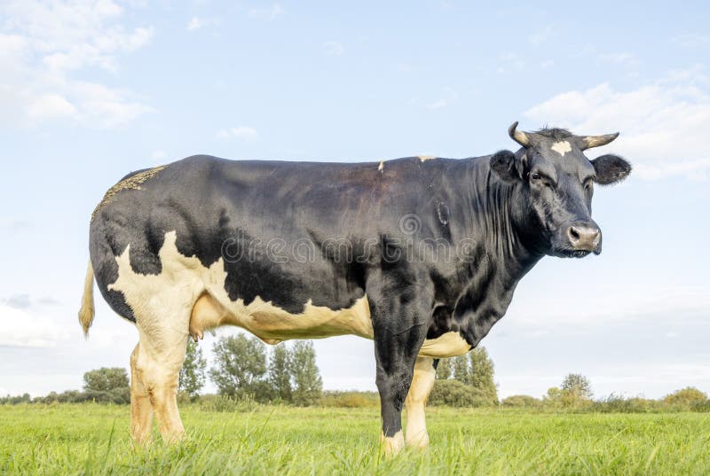 Cow dual purpose, dairy and beef in the Netherlands, standing on green grass in a meadow, at the background a blue sky