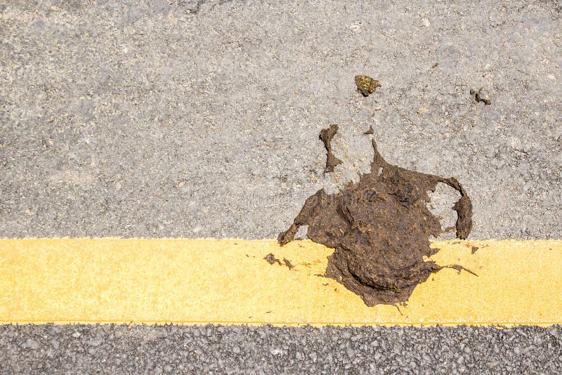 Cow dung on the floor royalty free stock photos