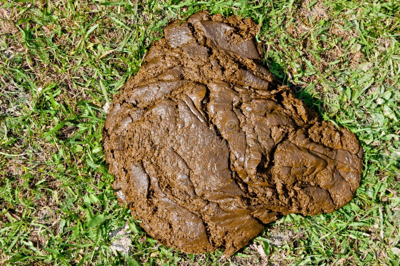 Cow Dung on Green Grass in the Meadow. Top View Stock Image - Image of ...