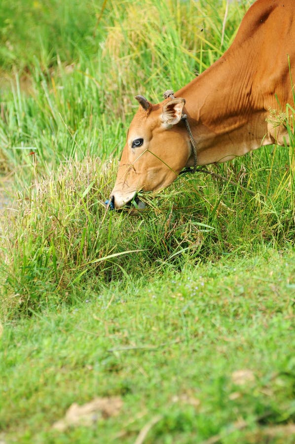 Cow eat grass