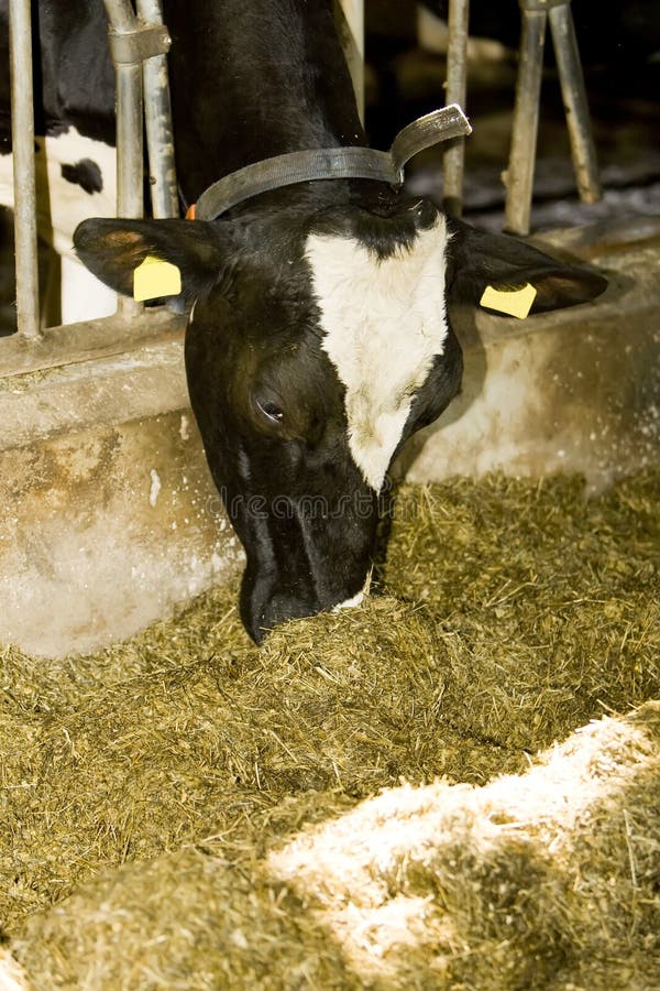 Cow is eating. royalty free stock photos