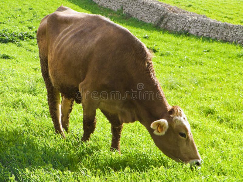 Cow eating. stock image. Image of meadow, eating, farming 13275243