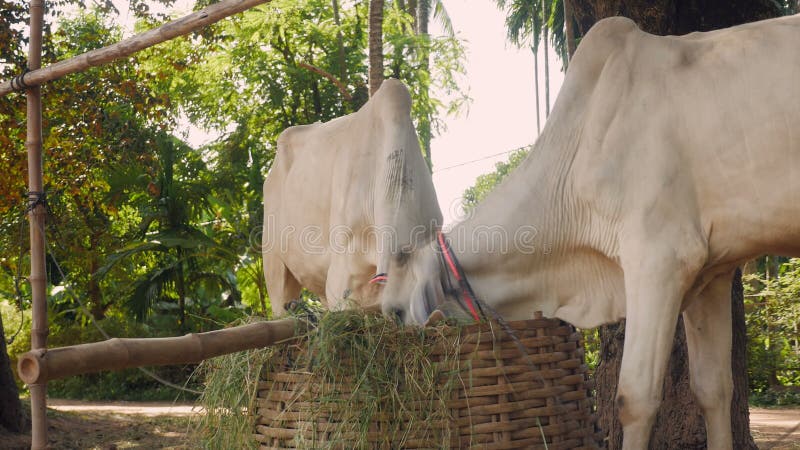 Close-up on skinny white cows tied up with rope in a farmyard and eating grass out of a bamboo basket