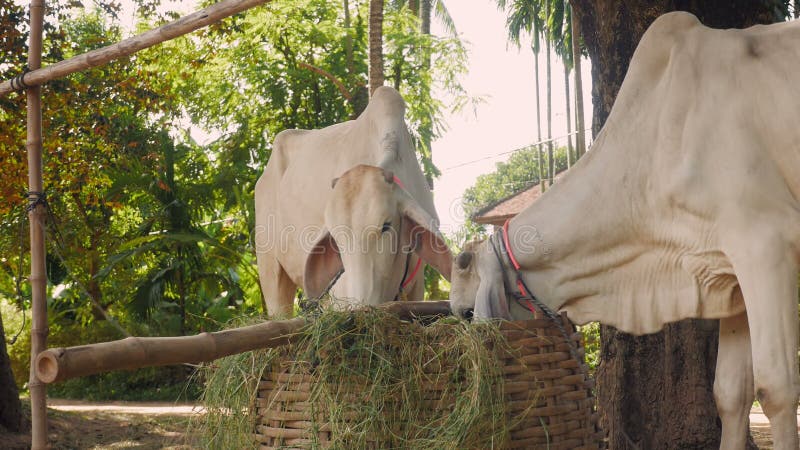 Close-up on skinny white cows tied up with rope in a farmyard and eating grass out of a bamboo basket