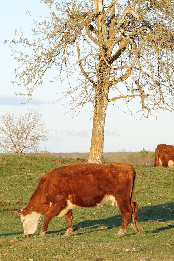 Cow Eating Grass in a Field in Alberta Stock Image Image of beef