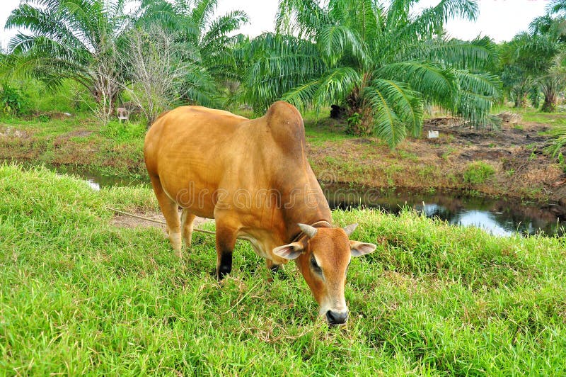 Cow is Eating Grass on a Field. Stock Photo Image of bull, domestic