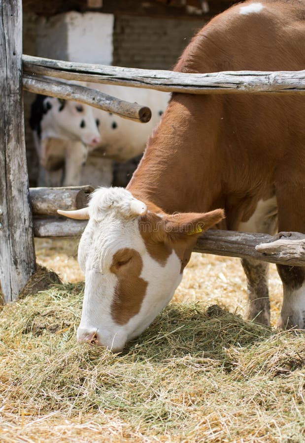 Cow eating hay stock image. Image of animal, domestic 32539007