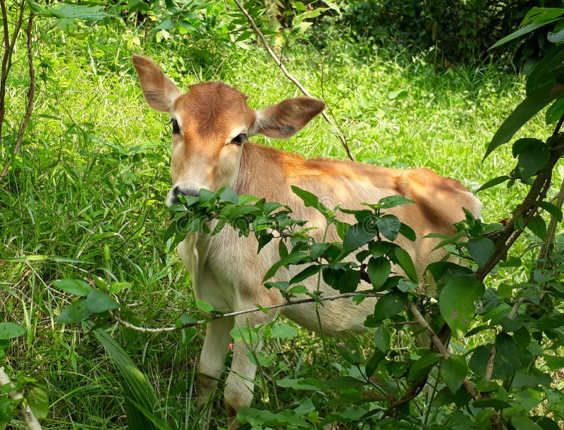 Cow eating plant stock image. Image of expression, brown 6872635
