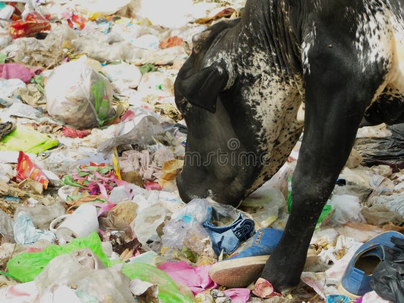 140 Animals Eating Plastic Trash Stock Photos - Free & Royalty-Free Stock Photos from Dreamstime 140 Animals Eating Plastic Trash Stock Photos - Free & Royalty-Free Stock Photos from Dreamstime
