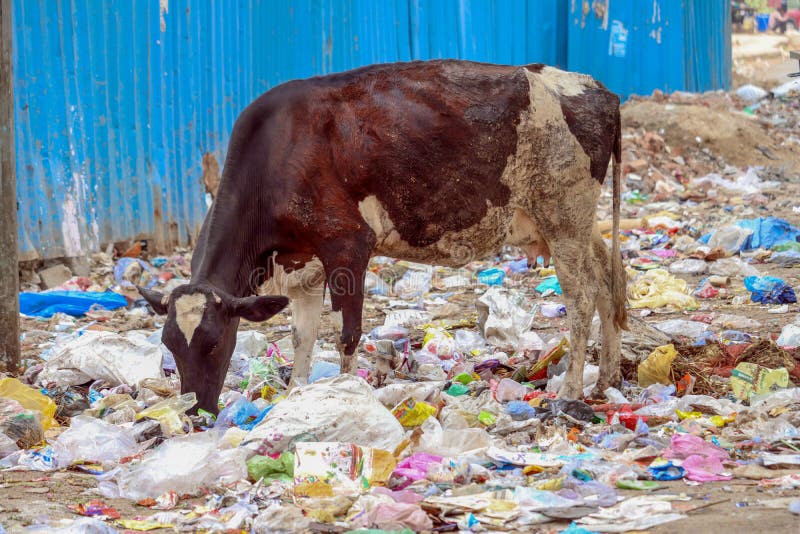 103 Cow Eating India Plastic Stock Photos Free & RoyaltyFree Stock