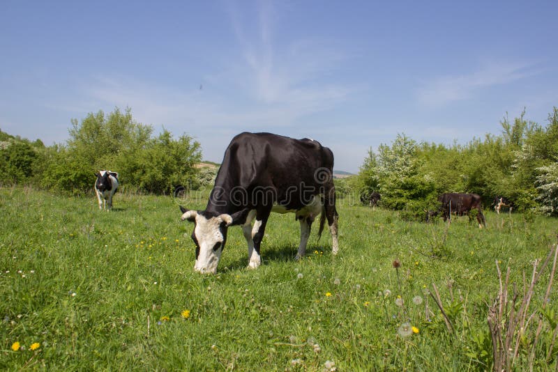 Cow Eats Grass in Sunny Weather,grazing Cattle on the Grass in the