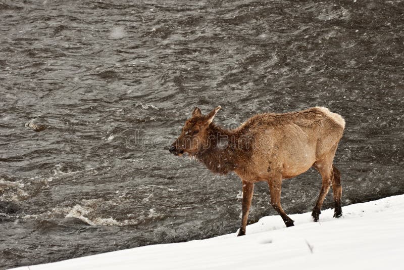 Cow Elk in Snowstorm 56 stock photography Cow Elk in Snowstorm 56 stock photography