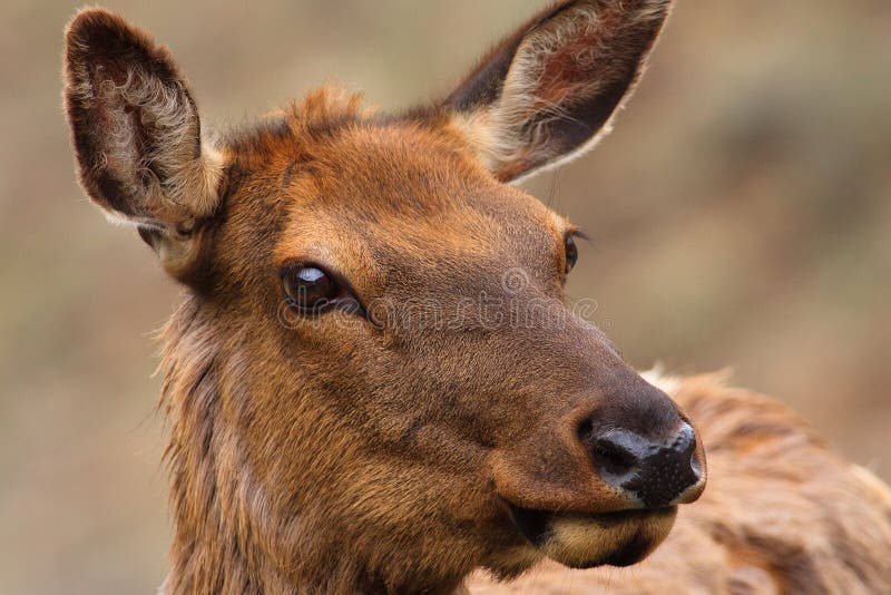 Cow Elk Up Close stock image. Image of national, quiet 19260705