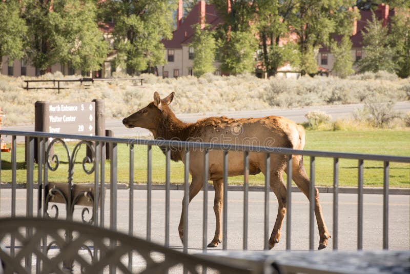 Cow Elk Walking By Hotel Patio, Mammoth Hot Springs, Yellowstone National Park