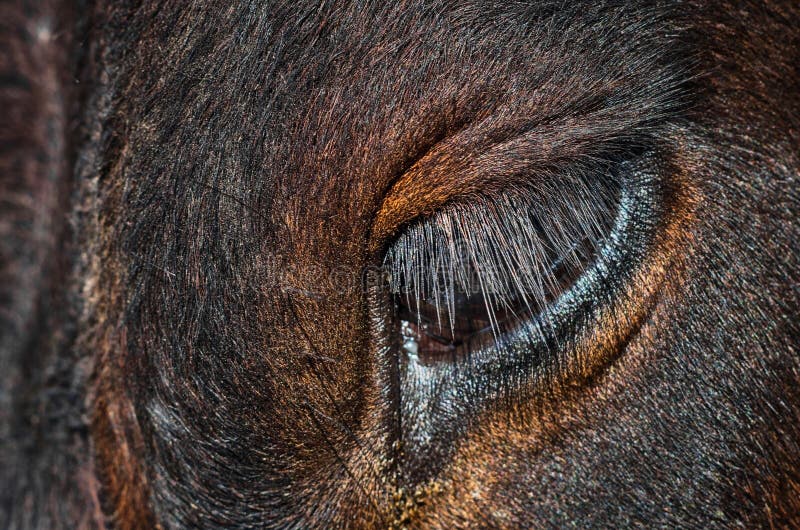 Length of Lashes Keeps Eyes From Drying, Study Finds - The New York Times