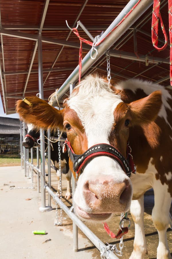 Cow in farm