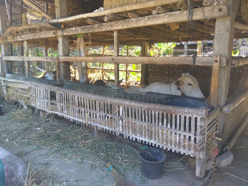 Cow Farm building with wood and straw
fattening cow. dairy cows