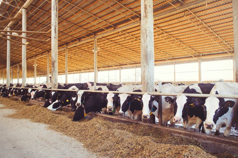 Cow Farm Concept of Agriculture, Agriculture and Livestock - a Herd of Cows  Who Use Hay in a Barn on a Dairy Farm Stock Image - Image of farming, animal:  110153895