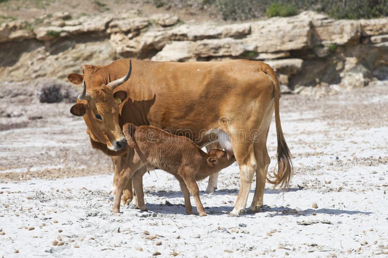 Cow feeding a calf