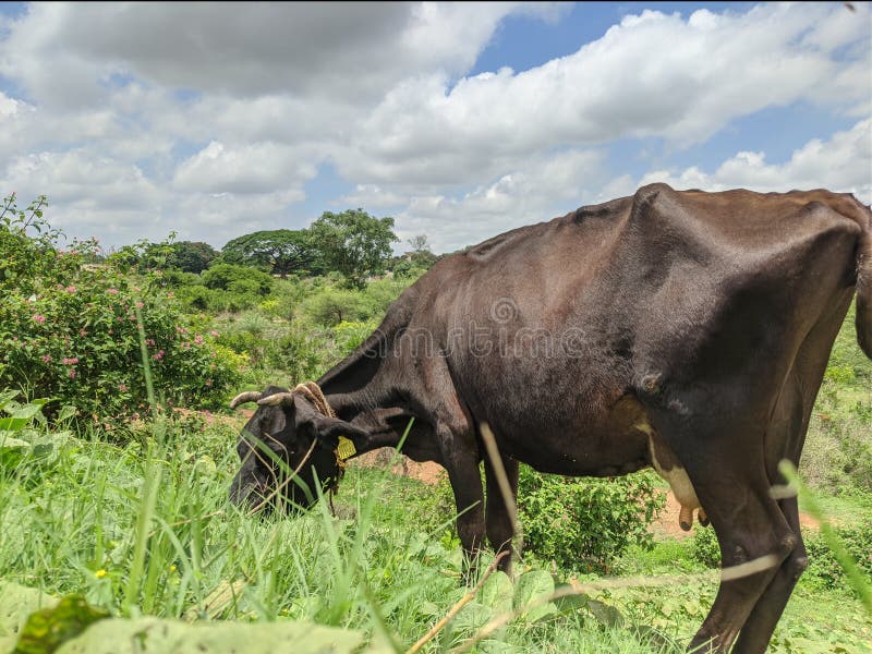 Cow Feeding Eating Grass in Grass Lands Green Stock Photo Image of