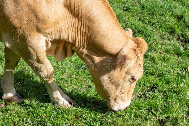Cow feeding on fresh grass stock image. Image of mane 234297399
