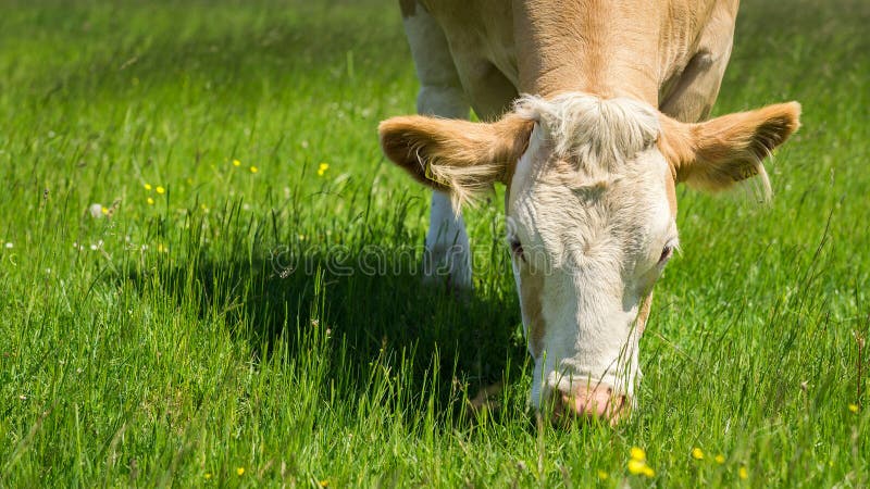 Cow feeding on a green pasture